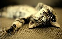 Fauna & Flora: sleeping cat