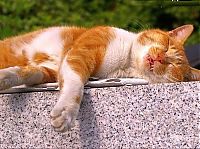 Fauna & Flora: sleeping cat