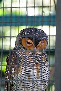 Fauna & Flora: owl birds