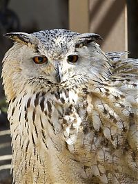 Fauna & Flora: owl birds