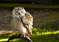 Fauna & Flora: owl birds