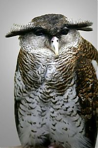 Fauna & Flora: owl birds