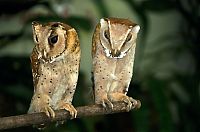 Fauna & Flora: owl birds