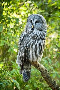 Fauna & Flora: owl birds