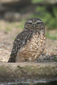 Fauna & Flora: owl birds