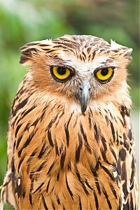 Fauna & Flora: owl birds