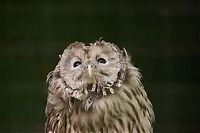 Fauna & Flora: owl birds