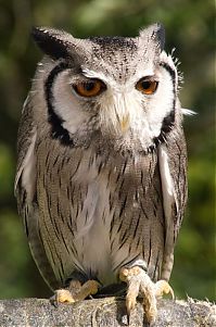 Fauna & Flora: owl birds