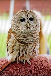 Fauna & Flora: owl birds