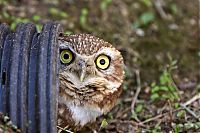 Fauna & Flora: owl birds