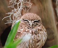 Fauna & Flora: owl birds