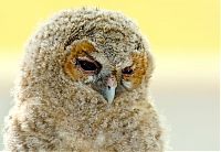 Fauna & Flora: owl birds