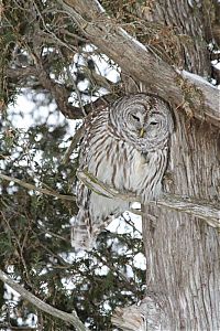 Fauna & Flora: owl birds