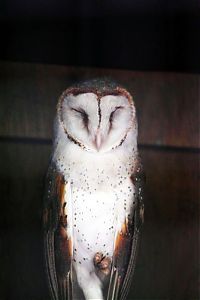 Fauna & Flora: owl birds