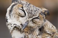 Fauna & Flora: owl birds