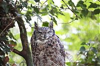 Fauna & Flora: owl birds