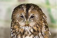 TopRq.com search results: owl birds