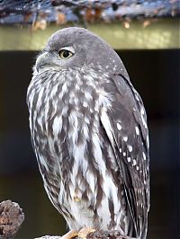 Fauna & Flora: owl birds