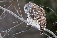 Fauna & Flora: owl birds