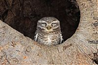 TopRq.com search results: owl birds