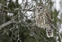 Fauna & Flora: owl birds