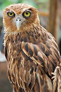 Fauna & Flora: owl birds