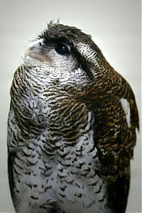 TopRq.com search results: owl birds