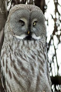 Fauna & Flora: owl birds