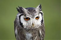 TopRq.com search results: owl birds