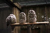 Fauna & Flora: owl birds