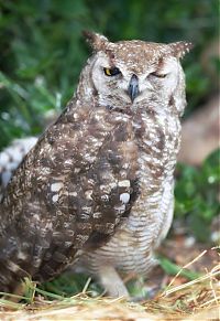 Fauna & Flora: owl birds