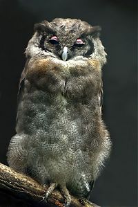 TopRq.com search results: owl birds