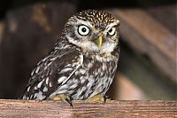 TopRq.com search results: owl birds