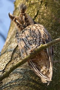 Fauna & Flora: owl birds