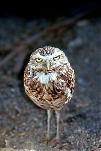 Fauna & Flora: owl birds