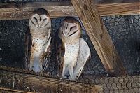 owl birds