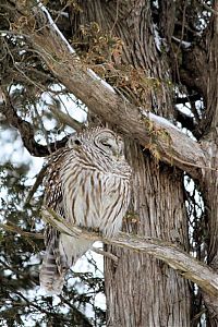 Fauna & Flora: owl birds