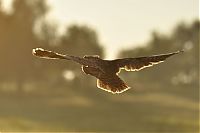 TopRq.com search results: owl birds