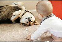 TopRq.com search results: dog and the child friends