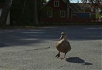 Fauna & Flora: ducks on park spaces