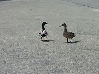 Fauna & Flora: ducks on park spaces