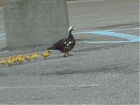 Fauna & Flora: ducks on park spaces