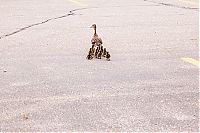 Fauna & Flora: ducks on park spaces