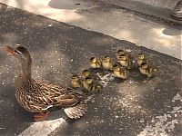 Fauna & Flora: ducks on park spaces