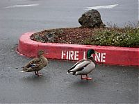 Fauna & Flora: ducks on park spaces