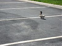 Fauna & Flora: ducks on park spaces