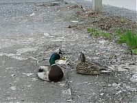 Fauna & Flora: ducks on park spaces