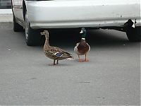 TopRq.com search results: ducks on park spaces