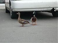 Fauna & Flora: ducks on park spaces