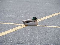 Fauna & Flora: ducks on park spaces